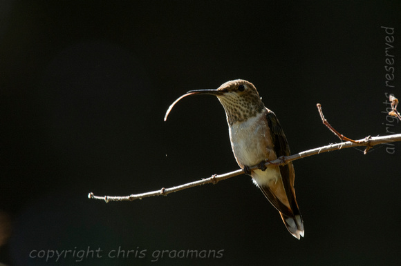 20150701_152148_hummers