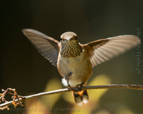 20150701_152503_hummers-3