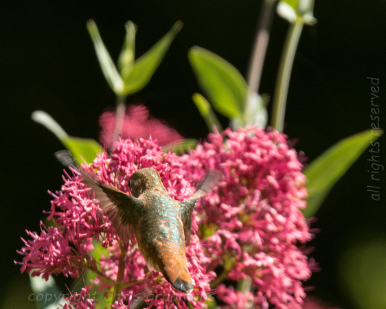 20150630_151626_hummers