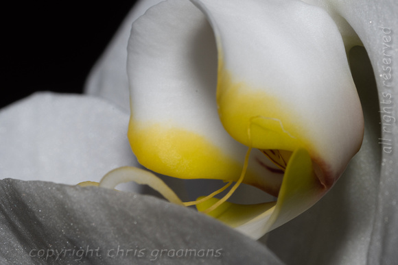 20221008_163739_orchid