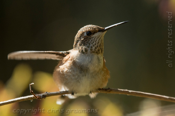 20150701_152456_hummers