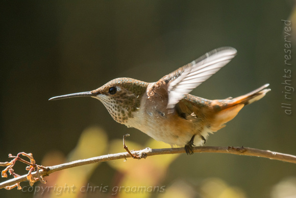 20150701_152503_hummers