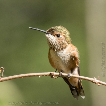 20150701_152949_hummers-3