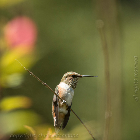 20150630_151028_hummers