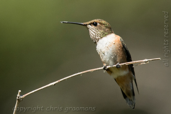 20150630_153309_hummers-2