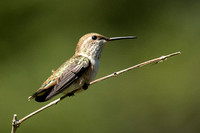 20150630_152859_hummers