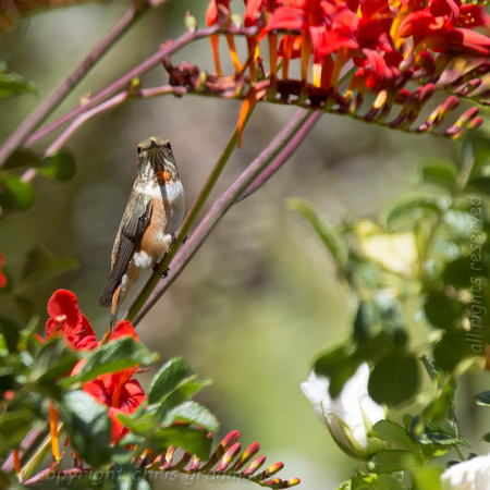 20150717_141101_hummers