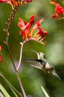 20150717_141217_hummers-3