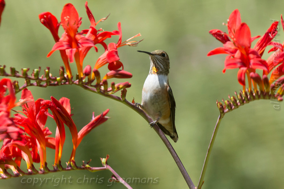 20150717_141239_hummers