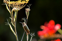 20150717_143732_hummers