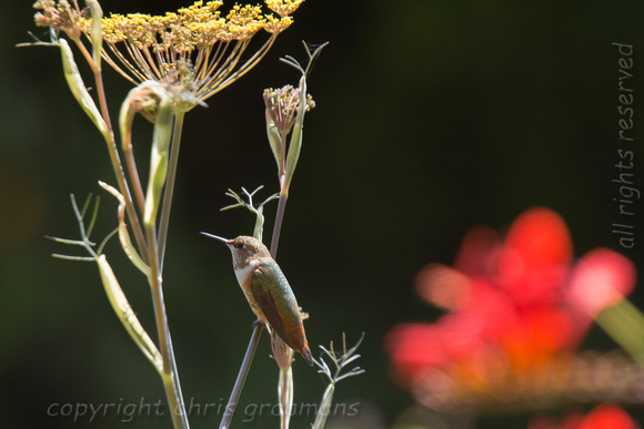 20150717_143732_hummers