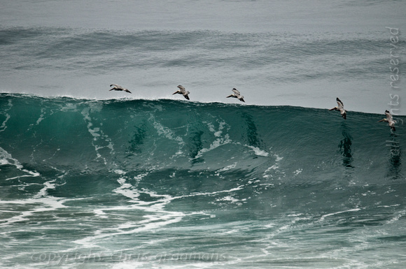 pelicans skimming the waves 1